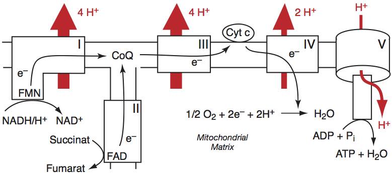 oxphos.jpg
