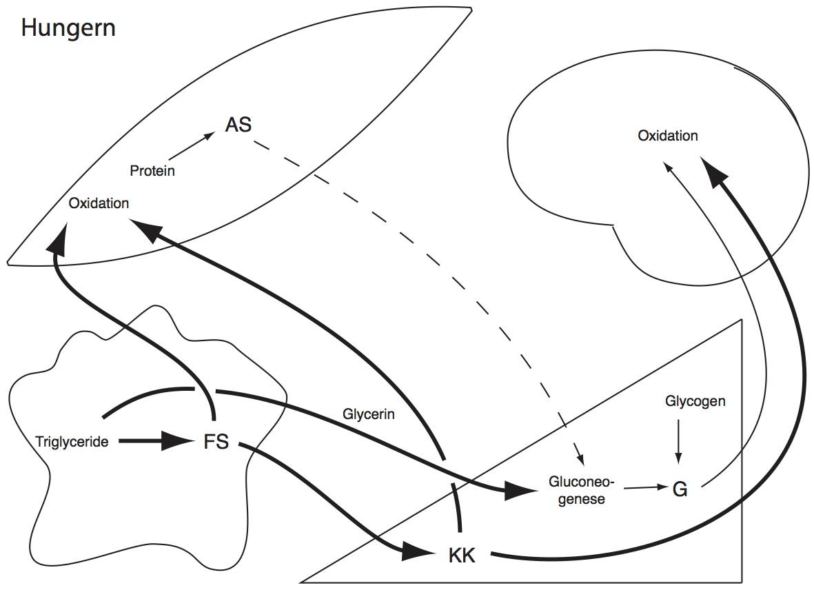 phases-3.jpg